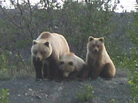 Alaska Bears